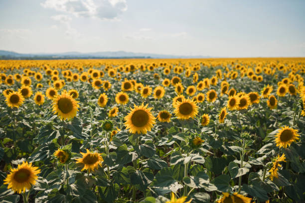 istock Striving To The Sun 915690534