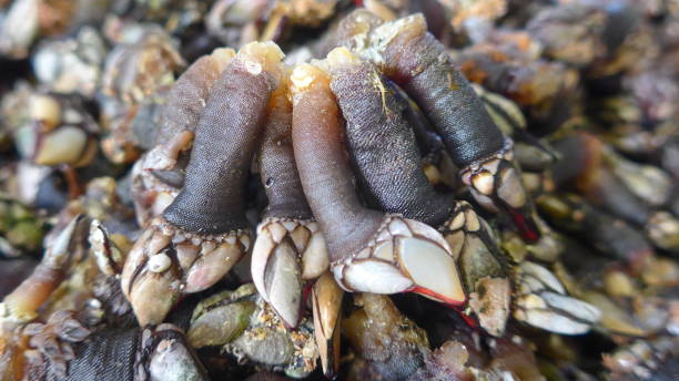 istock goose-neck barnacles, seafood 915695160