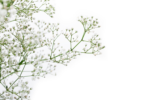 close up of white gypsophila flower isolated on white background and copyspace.