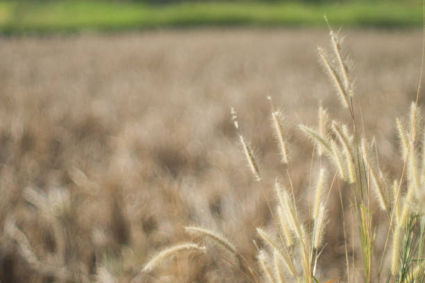 Grass orange wheat field crop background blurry