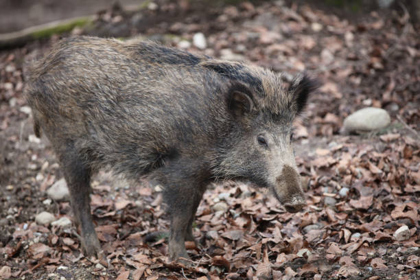 istock Wild Boar (Sus Scrofa) in the Forest. Germany 915697610