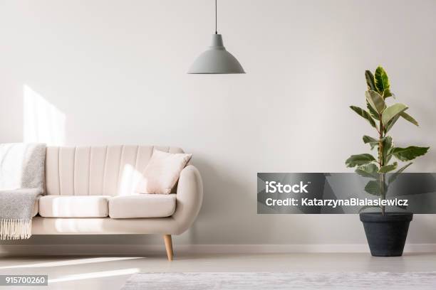 Weiße Wohnzimmer Mit Ficus Stockfoto und mehr Bilder von Wohnzimmer - Wohnzimmer, Sofa, Beige