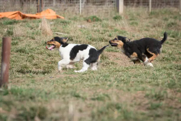 Photo of Small puppies during a socialization training