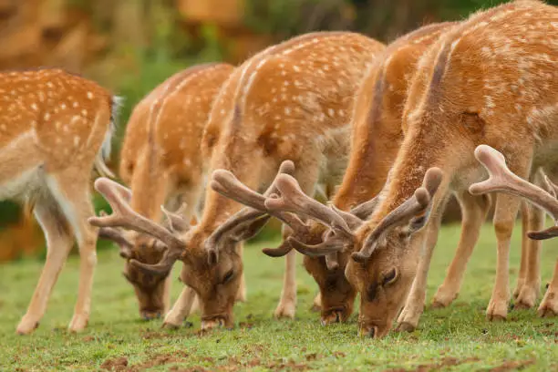 Fallow-deer group eating grass.