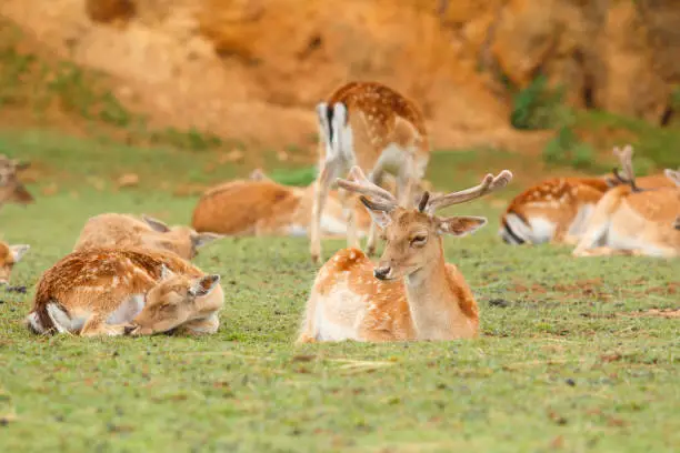 Fallow-deer group lying on the grass.