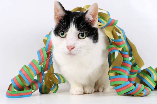 istock Cat portrait with decoration 915704904