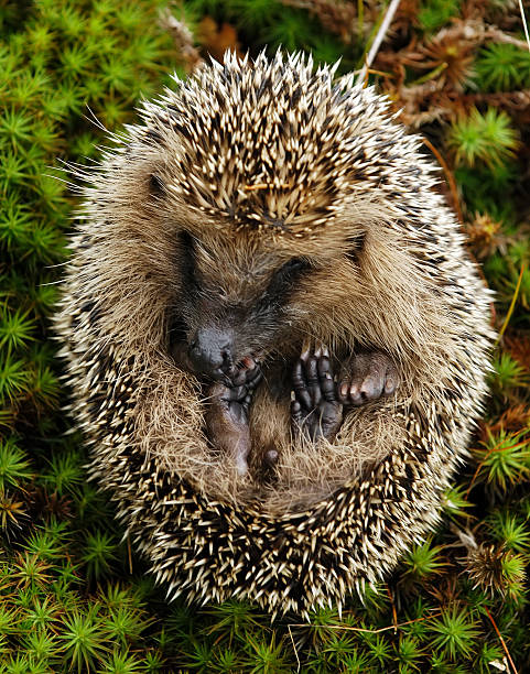 Hedgehog  clew bay stock pictures, royalty-free photos & images