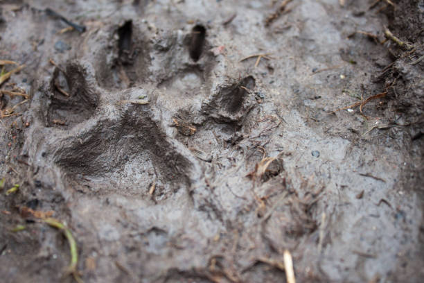 istock Trace of a dog 915708120