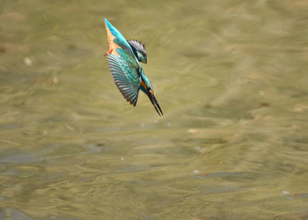 istock Kingfishes who dive in a pond 915708136