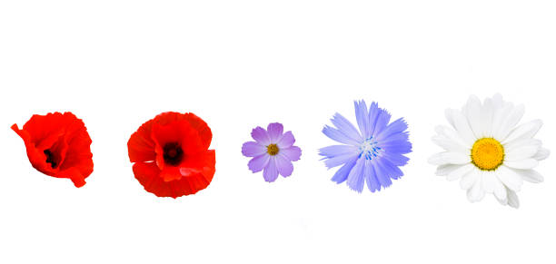 différentes fleurs sur fond blanc - poppy flower field red photos et images de collection