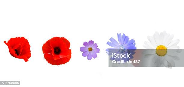 Different Garden Flowers On White Background Stock Photo - Download Image Now - Flower, Wildflower, White Background