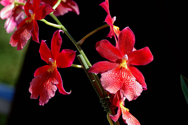 burrageara nelly isler orchid - idler foto e immagini stock