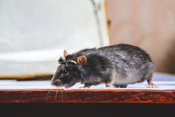 istock funny gray rat in small glasses 915713170