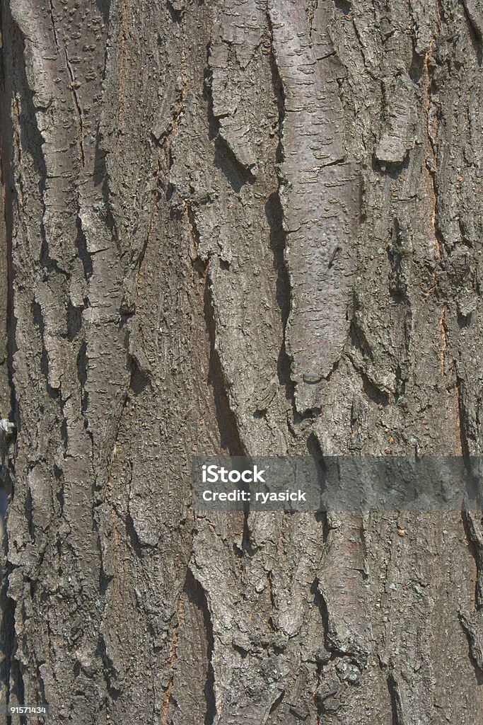 Locust Baumrinde Hintergrund Schwarz - Lizenzfrei Abstrakt Stock-Foto