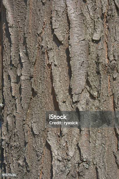ブラックバッタの樹皮の背景 - カラー画像のストックフォトや画像を多数ご用意 - カラー画像, クローズアップ, ワタリバッタ