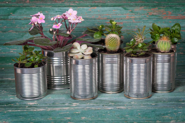 istock flowers in pots of cans 915717190