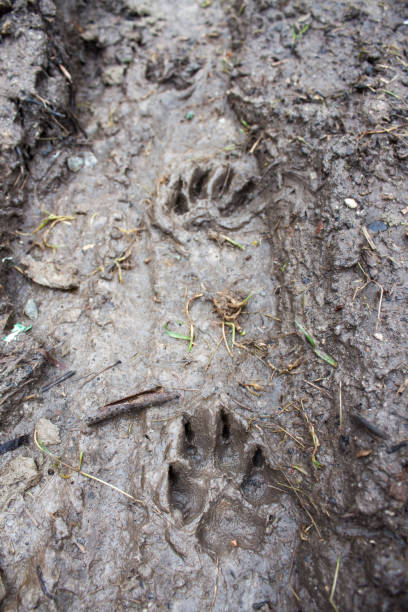 istock Trace of a dog 915717980