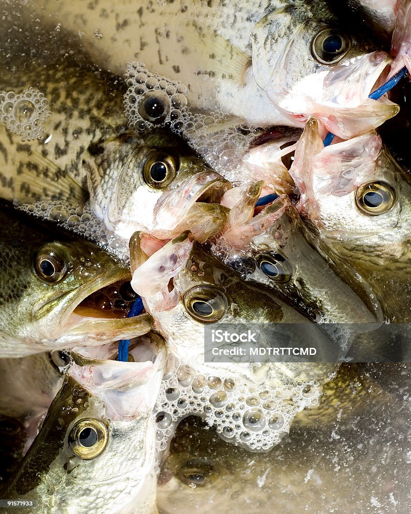 Pescado en Stringer - Foto de stock de Róbalo de boca grande libre de derechos