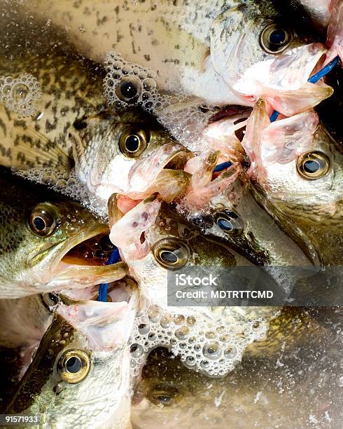 Pescado En Stringer Foto de stock y más banco de imágenes de Róbalo de boca grande - Róbalo de boca grande, Acorralado, Actividades recreativas