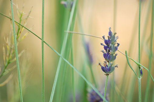 Lavender close up outdoors.