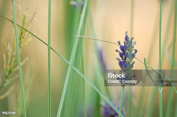 Foto de Lavanda e mais fotos de stock de Erva - Erva, Fitoterapia, Dormindo