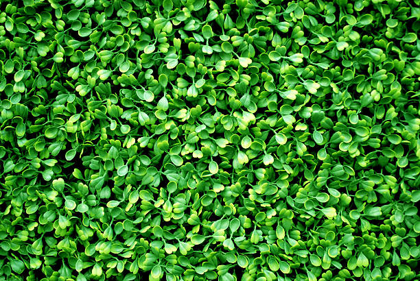 Fake hedge perfect texture