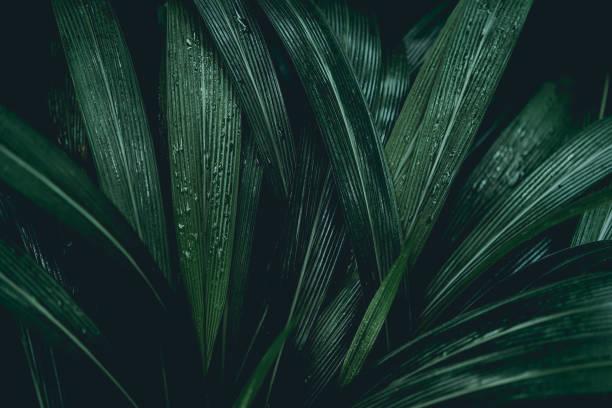 Plant background stock photo