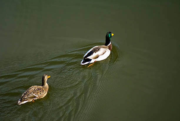 Ducks stock photo