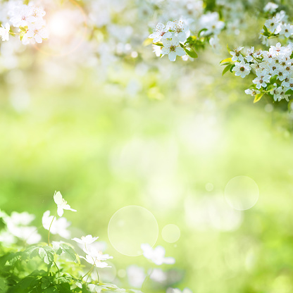 Sunny spring landscape with white blossoms and bokeh for a easter decoration