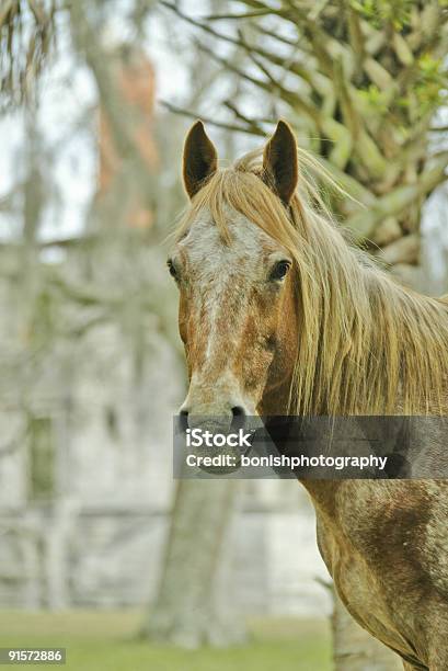 Wild Horse En Cumberland Island Foto de stock y más banco de imágenes de Animales salvajes - Animales salvajes, Caballo - Familia del caballo, Color - Tipo de imagen