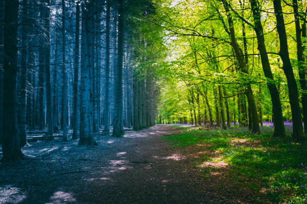 wechsel der jahreszeiten der geheimnisvollen wald - diminishing perspective spring photography tree stock-fotos und bilder