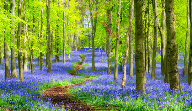 Path Through The Bluebell Wood In Springtime Path Through The Bluebell Wood In Springtime bluebell photos stock pictures, royalty-free photos & images