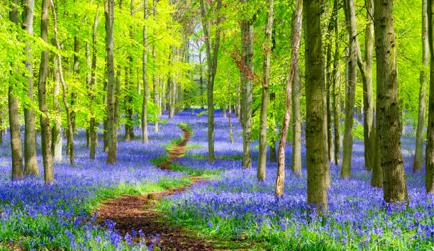 caminho através do campo de flores campainhas na primavera - buckinghamshire - fotografias e filmes do acervo