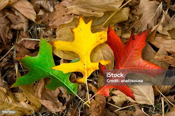 Foto de Três Folhas De Outono Verde Amarela E Vermelha e mais fotos de stock de Amarelo - Amarelo, Amieiro, Brilhante - Luminosidade