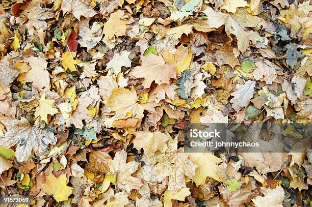 Folhas De Outono Caído - Fotografias de stock e mais imagens de Amarelo - Amarelo, Antigo, Arranjo