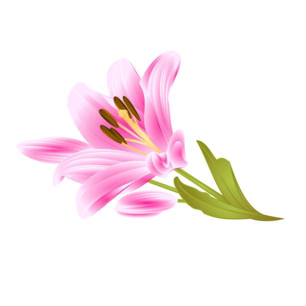 istock Pink  Lily  Lilium candidum,flower with leaves and bud on a white background  vintage vector illustration editable 915735754