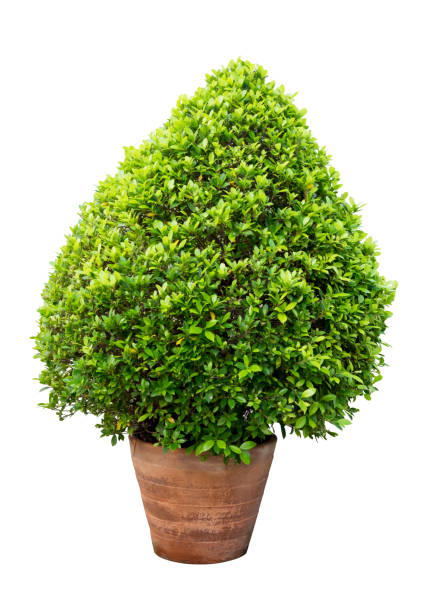 istock big green plant bush in pot isolated on white. beautiful shape. 915736010