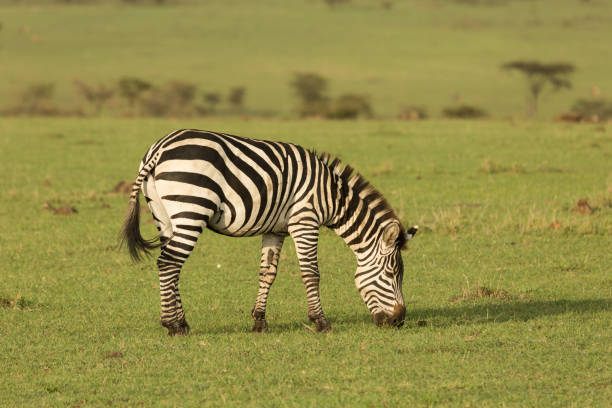 istock zebra in the Maasai Mara 915736182