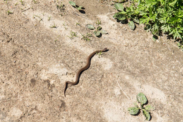 istock viper crawls along the dirt road 915736224
