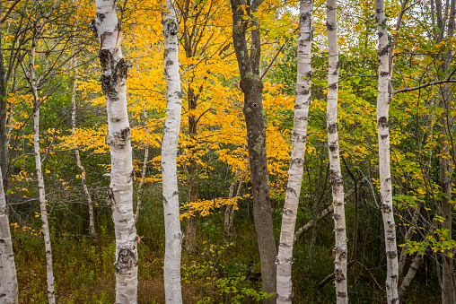 White Paper Birch Tree Trunks with autumn leaves changing colors