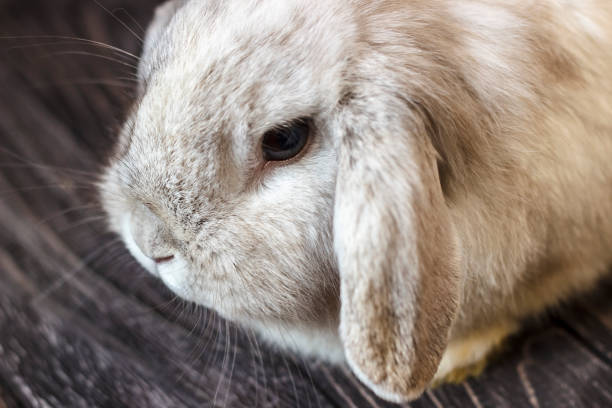 istock Rabbit. Funny gray rabbit on a wooden background. Close-up. 915736648