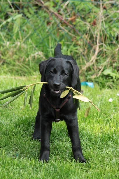 istock black labrador in the garden 915739388