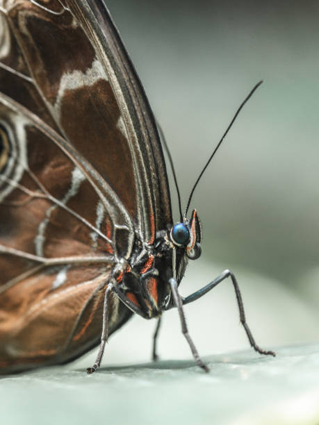 istock The Peleides Blue Morpho butterfly. 915739622