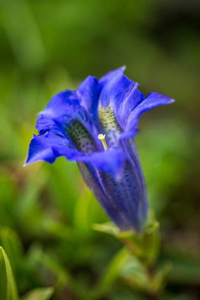 istock Clusius gentian blue flower. 915739788