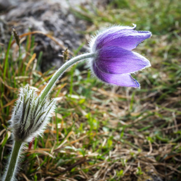 istock Purple Pulsatilla grandis pasque flower. 915740064