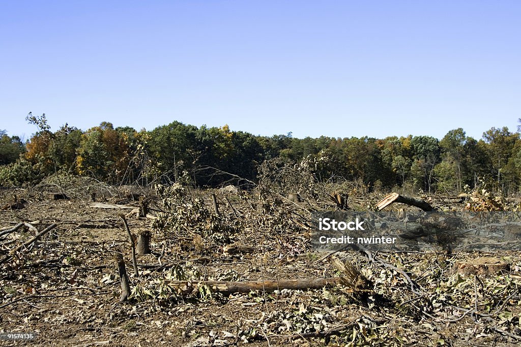 Déforestation - Photo de Arbre libre de droits