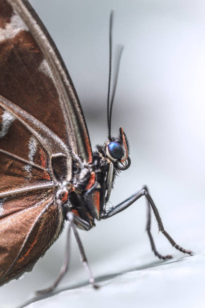 istock The Peleides Blue Morpho butterfly. 915742006
