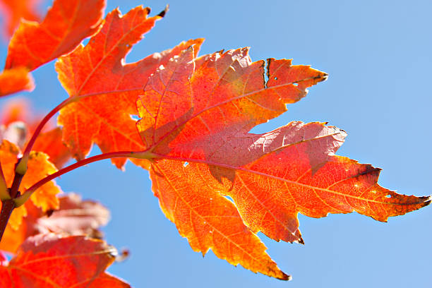 Red Leaves stock photo