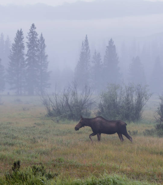 istock Young Moose Crosses Foggy Field 915747972