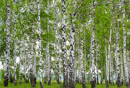 Birch trees and lily pads border the boat basin at Barker's island marina in Superior Wisconsin. A green oasis next to numerous fishing boats in the boat basin.